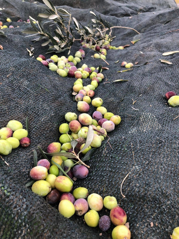 Altın sıvı; Zeytinyağı